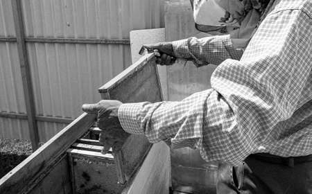 Winged bee slowly flies to beekeeper collect nectar on private apiary from live flowers, apiary...