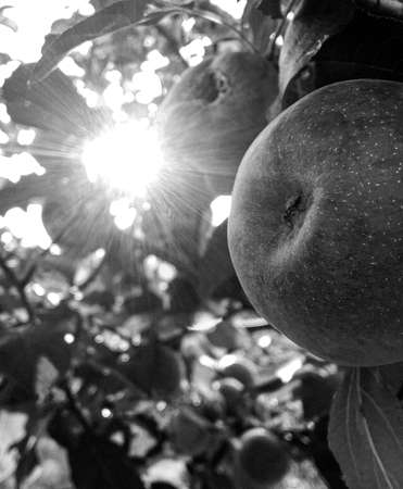 Photography on theme beautiful fruit branch apple tree with natural leaves under clean sky, photo consisting of fruit branch apple tree outdoors in rural, floral fruit branch apple tree in big gardenの写真素材