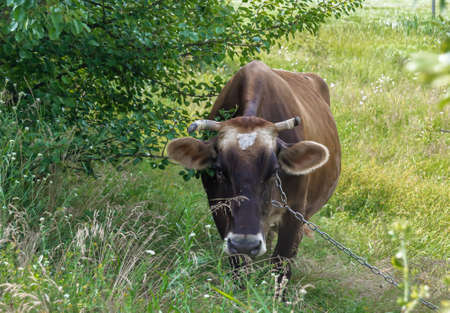 Photography on theme beautiful big milk cow grazes on green meadow under blue sky. Photo consisting of milk cow with long tail eat straw on meadow. Milk cow in grass meadow for tasty white liquid.の写真素材
