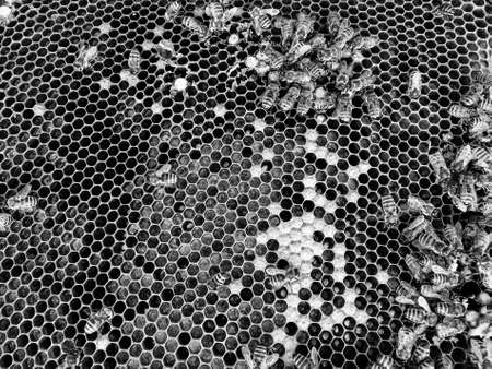 Abstract hexagon structure is honeycomb from bee hive filled with golden honey, honeycomb summer composition consisting of gooey honey from bee village, honey rural of bees honeycombs to countrysideの写真素材