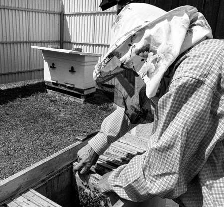 Winged bee slowly flies to beekeeper collect nectar on private apiary from live flowers, apiary...