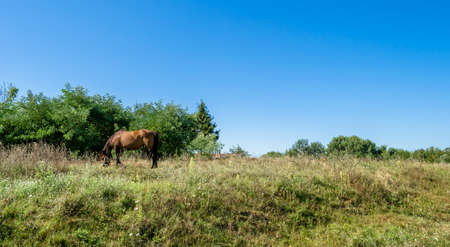 Beautiful wild brown horse stallion on summer flower meadow, equine eating green grass. Horse stallion with long mane portrait in standing position. Equine stallion outdoors, big horse equines.の写真素材