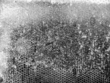 Drop of bee honey drip from hexagonal honeycombs filled with golden nectar, honeycombs summer composition consisting of drop natural honey, drip on wax frame bee, drop of bee honey drip in honeycombsの写真素材