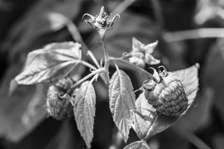 Photography from whole ripe berry red raspberry, long stem leaf for medicament medicine, raspberry...