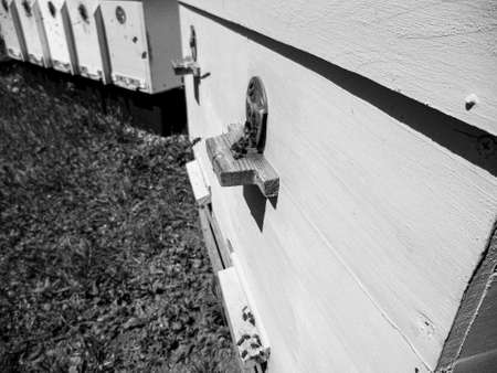 Winged bee slowly flies to beehive collect nectar on private apiary from live flowers, apiary...