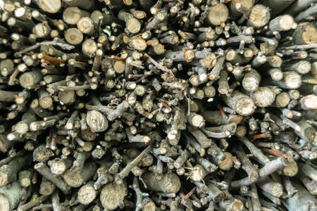 Photography on theme big wall of stacked oak tree logs in cracks, photo consisting of old oak tree logs on nature background, oak tree logs from textured round annual rings with stripes of various sizesの写真素材