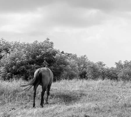 Beautiful wild brown horse stallion on summer flower meadow, equine eating green grass, horse stallion with long mane portrait in standing position, equine stallion outdoors, big horse equinesの写真素材