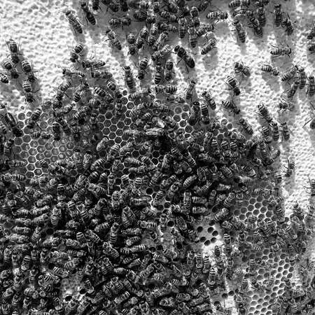 Abstract hexagon structure is honeycomb from bee hive filled with golden honey, honeycomb summer...