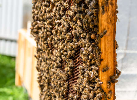 Abstract hexagon structure is honeycomb from bee hive filled with golden honey, honeycomb summer...
