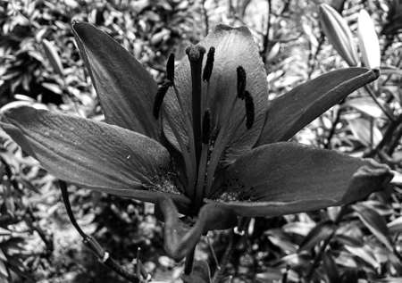 Bouquet wildflowers lily blooming in garden with natural leaves, beautiful bouquet wildflowers lily blooming to rural garden outdoors, floral bouquet wildflowers lily blooming at big street gardenの写真素材