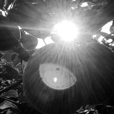 Photography on theme beautiful fruit branch apple tree with natural leaves under clean sky, photo consisting of fruit branch apple tree outdoors in rural, floral fruit branch apple tree in big gardenの写真素材