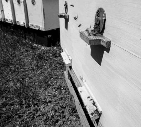Winged bee slowly flies to beehive collect nectar on private apiary from live flowers, apiary...