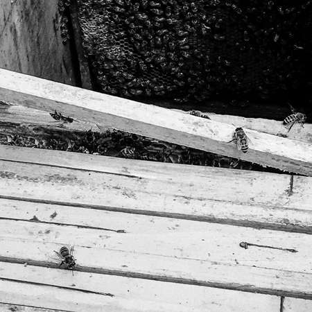 Winged bee slowly flies to beehive collect nectar on private apiary from live flowers, apiary consisting of village beehive, floret dust on bee legs, apiary it beehive for bees at background closeupの写真素材