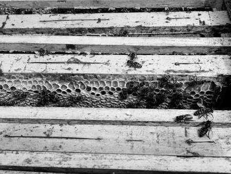 Winged bee slowly flies to beehive collect nectar on private apiary from live flowers, apiary consisting of village beehive, floret dust on bee legs, apiary it beehive for bees at background closeupの写真素材