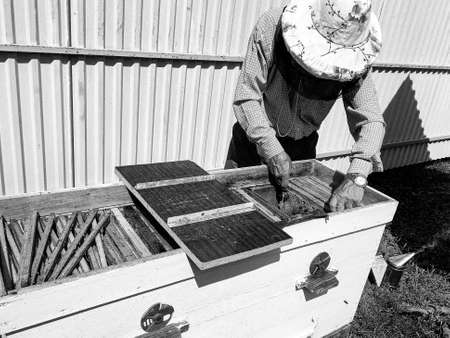 Winged bee slowly flies to beekeeper collect nectar on private apiary from live flowers, apiary...