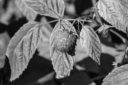 Photography from whole ripe berry red raspberry, long stem leaf for medicament medicine, raspberry...