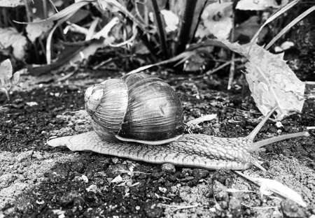 Big garden snail in shell crawling on wet road hurry home, snail Helix consists of edible tasty food coiled shell to protect body, natural animal snail in shell from slime can made nourishing creamの写真素材