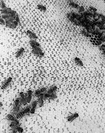 Abstract hexagon structure is honeycomb from bee hive filled with golden honey, honeycomb summer composition consisting of gooey honey from bee village, honey rural of bees honeycombs to countrysideの写真素材