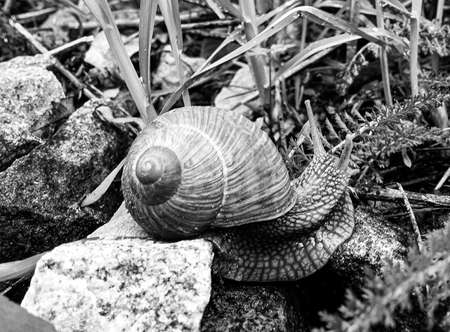 Big garden snail in shell crawling on wet road hurry home, snail Helix consists of edible tasty food coiled shell to protect body, natural animal snail in shell from slime can made nourishing creamの写真素材