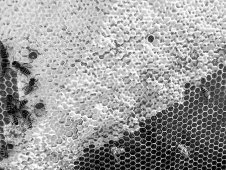 Abstract hexagon structure is honeycomb from bee hive filled with golden honey, honeycomb summer...