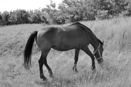 Beautiful wild brown horse stallion on summer flower meadow, equine eating green grass, horse stallion with long mane portrait in standing position, equine stallion outdoors, big horse equinesの写真素材