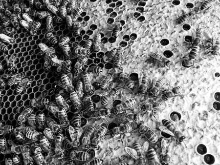 Abstract hexagon structure is honeycomb from bee hive filled with golden honey, honeycomb summer...