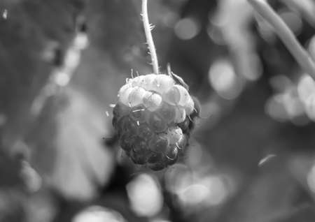 Photography from whole ripe berry red raspberry, long stem leaf for medicament medicine, raspberry...