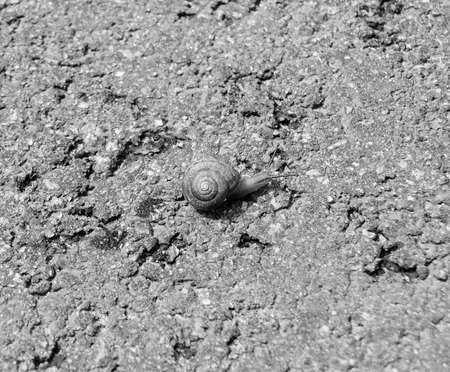 Big garden snail in shell crawling on wet road hurry home, snail Helix consists of edible tasty food...