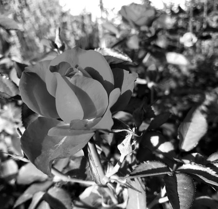 Bouquet wildflowers prickly rose blooming in garden with natural leaves, bouquet wildflowers prickly rose blooming to rural garden outdoors, floral bouquet wildflowers prickly rose blooming at gardenの写真素材