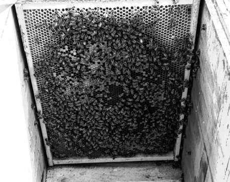 Winged bee slowly flies to beehive collect nectar on private apiary from live flowers, apiary consisting of village beehive, floret dust on bee legs, apiary it beehive for bees at background closeupの写真素材