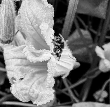 Winged bee slowly flies to the plant, collect nectar for honey on private apiary from flower, honey clip consisting for beautiful flowers, yellow pollen on bees legs, sweet nectar honeyed bee honeyの写真素材