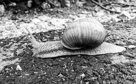 Big garden snail in shell crawling on wet road hurry home, snail Helix consists of edible tasty food coiled shell to protect body, natural animal snail in shell from slime can made nourishing creamの写真素材