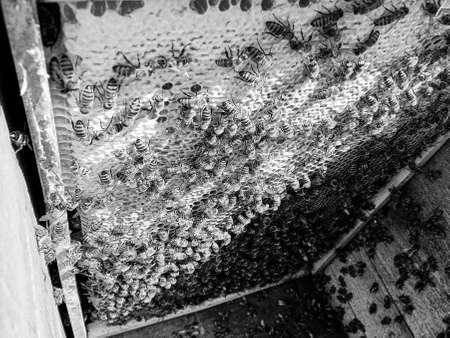 Winged bee slowly flies to beehive collect nectar on private apiary from live flowers, apiary consisting of village beehive, floret dust on bee legs, apiary it beehive for bees at background closeupの写真素材