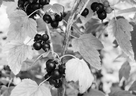 Photography on theme beautiful bush berry black currant with natural leaf under sky, photo...