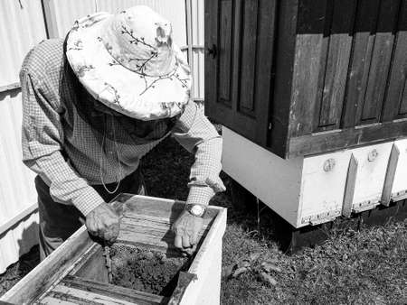 Winged bee slowly flies to beekeeper collect nectar on private apiary from live flowers, apiary...