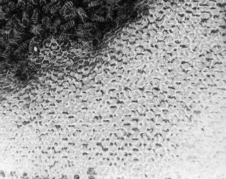 Abstract hexagon structure is honeycomb from bee hive filled with golden honey, honeycomb summer...