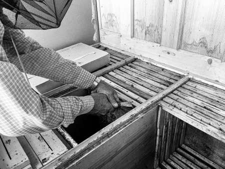Winged bee slowly flies to beekeeper collect nectar on private apiary from live flowers, apiary...