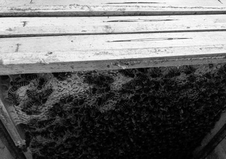 Winged bee slowly flies to beehive collect nectar on private apiary from live flowers, apiary...