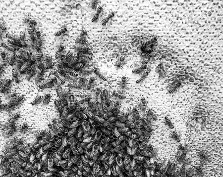 Abstract hexagon structure is honeycomb from bee hive filled with golden honey, honeycomb summer composition consisting of gooey honey from bee village, honey rural of bees honeycombs to countrysideの写真素材