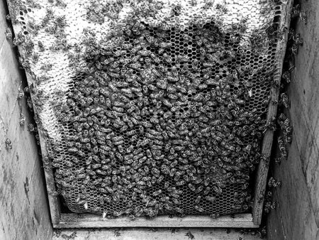 Winged bee slowly flies to beehive collect nectar on private apiary from live flowers, apiary consisting of village beehive, floret dust on bee legs, apiary it beehive for bees at background closeupの写真素材