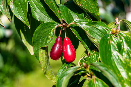 Photography to theme beautiful grow berry dogwood on background summer leaves, photo consisting of composition dessert bright berry dogwood, vivid berry dogwood it healthy diet for exquisite gourmetの写真素材