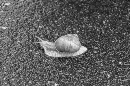 Big garden snail in shell crawling on wet road hurry home, snail Helix consists of edible tasty food coiled shell to protect body, natural animal snail in shell from slime can made nourishing creamの写真素材