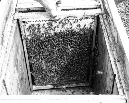 Winged bee slowly flies to beehive collect nectar on private apiary from live flowers, apiary consisting of village beehive, floret dust on bee legs, apiary it beehive for bees at background closeupの写真素材