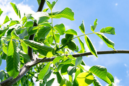 Photography on theme beautiful nut branch walnut tree with natural leaves under clean sky, photo...
