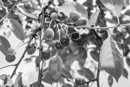 Photography on theme beautiful fruit branch cherry tree with natural leaves under clean sky, photo consisting of fruit branch cherry tree outdoors in rural, floral fruit branch cherry tree in gardenの写真素材