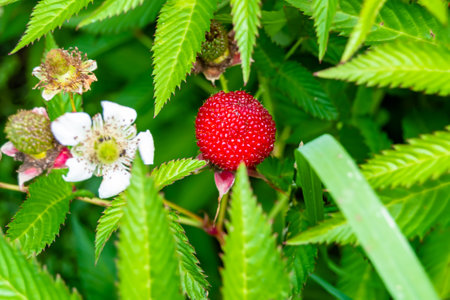 Beautiful berry branch japanese strawberry bush with natural leaves, photo consisting of berry...