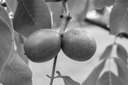 Photography on theme beautiful nut branch walnut tree with natural leaves under clean sky, photo consisting of nut branch walnut tree outdoors in rural, floral nut branch walnut tree in big gardenの写真素材