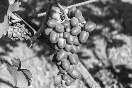 Photography on theme beautiful berry branch grape bush with natural leaves under clean sky, photo consisting of berry branch grape bush outdoors in rural, floral berry branch grape bush in big gardenの写真素材
