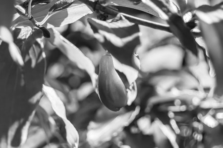 Photography to theme beautiful grow berry dogwood on background summer leaves, photo consisting of composition dessert bright berry dogwood, vivid berry dogwood it healthy diet for exquisite gourmetの写真素材
