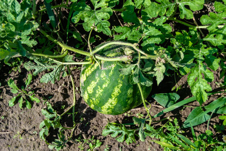 Photography on theme beautiful small fruit watermelon with natural skin under leaves, photo consisting of tasty small fruit watermelon outdoors in rural, small fruit watermelon in nature farm gardenの写真素材